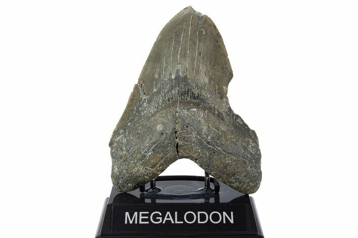 Bargain, Fossil Megalodon Tooth - North Carolina #346322